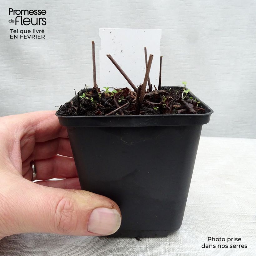 Espirea de pluma Rock and Roll - Astilbe Maceta de 8/9 cm Ejemplar entregado en invierno