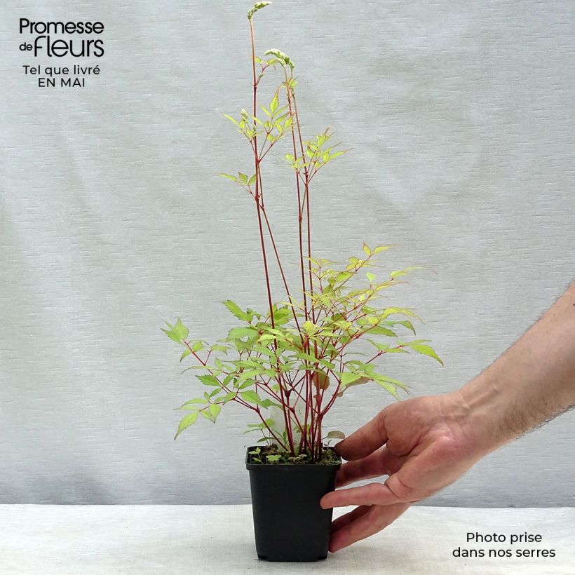 Espirea de pluma Rock and Roll - Astilbe Maceta de 8/9 cm Ejemplar entregado en la primavera