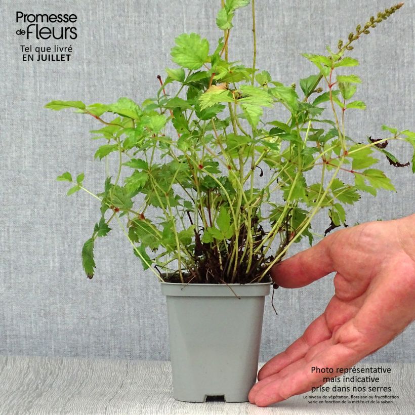 Ejemplar de Espirea de pluma Pumila- Astilbe Maceta de 8/9 cm entregado en verano