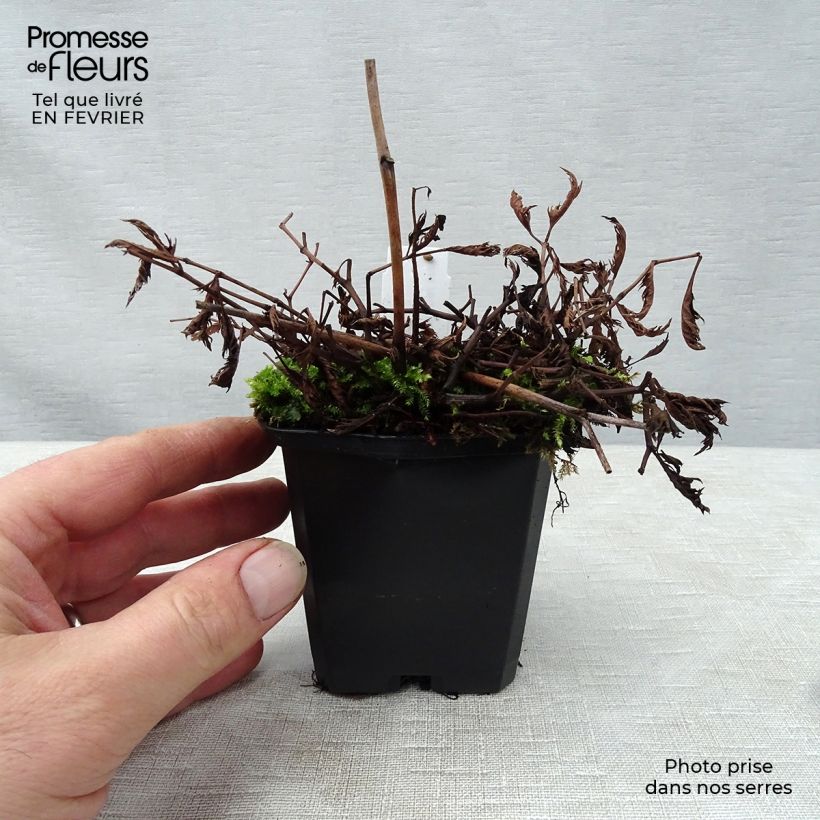 Astilbe crispa Perkeo Maceta de 8/9 cm Ejemplar entregado en invierno