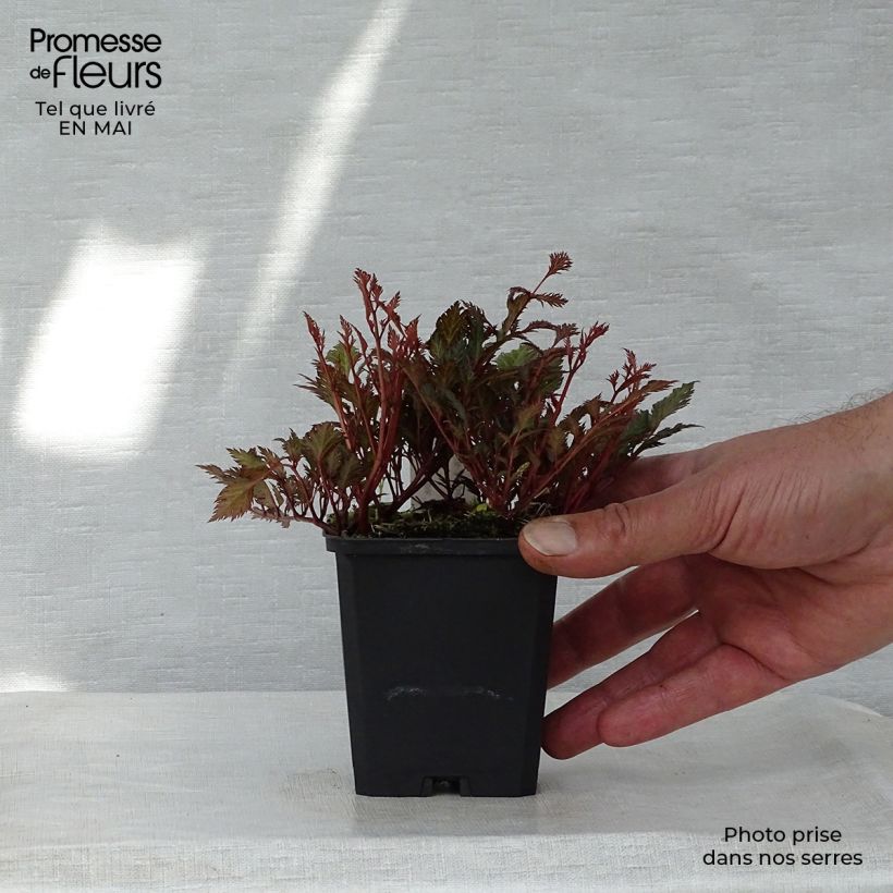 Astilbe crispa Perkeo Godet de 9cm Ejemplar entregado en la primavera