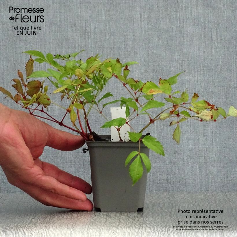 Ejemplar de Espirea de pluma Deutschland Maceta de 8/9 cm entregado en verano