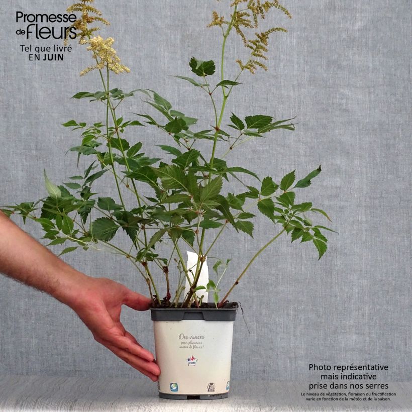 Ejemplar de Espirea de pluma Deutschland Maceta 2L/3L entregado en verano