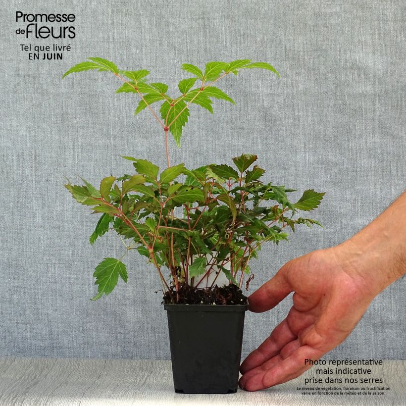 Ejemplar de Espirea de pluma Montgomery Maceta de 8/9 cm entregado en verano