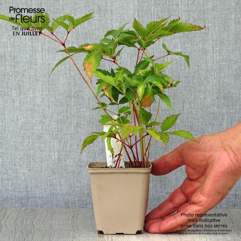 Ejemplar de Espirea de pluma Peach Blossom Maceta de 8/9 cm entregado en verano