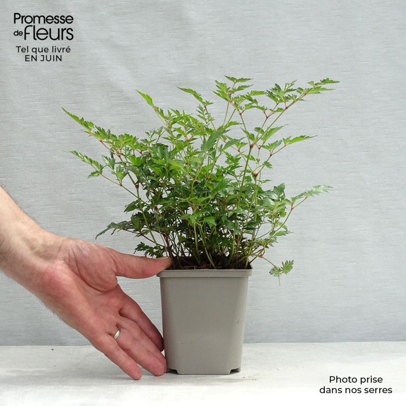 Ejemplar de Astilbe simplicifolia Hennie Graafland Godet de 9cm entregado en verano