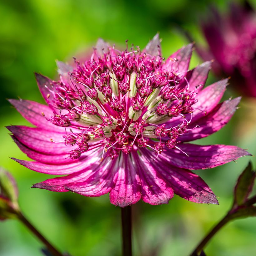 Sanícula hembra Star of Love - Astrantia major (Floración)