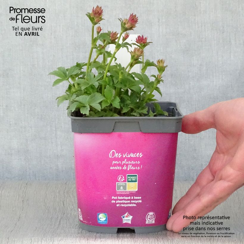 Sanícula hembra Roma - Astrantia major Maceta 2L/3L Ejemplar entregado en la primavera