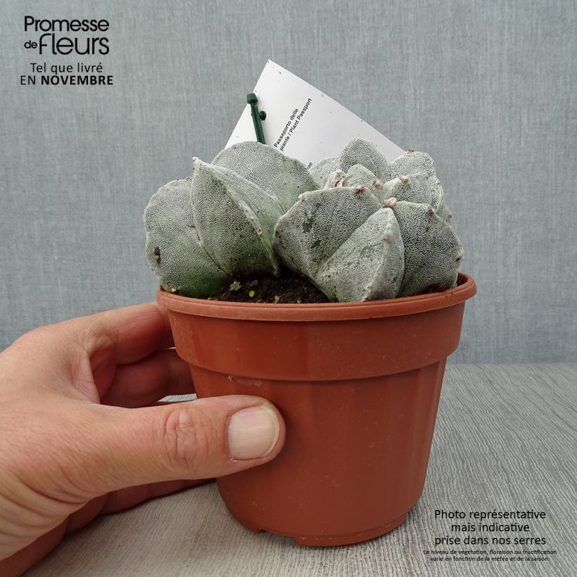 Ejemplar de Astrophytum myriostigma Maceta de 12 cm / 13 cm entregado en otoño