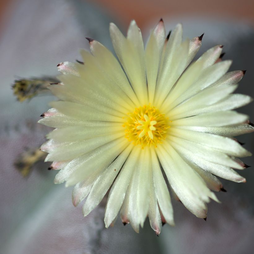 Astrophytum myriostigma (Floración)