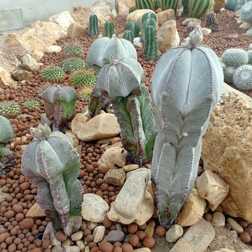 Astrophytum myriostigma (Porte)