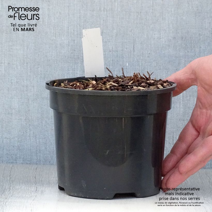 Athyrium niponicum var. pictum Ghost - Helecho pintado japonés Maceta 2L/3L Ejemplar entregado en la primavera