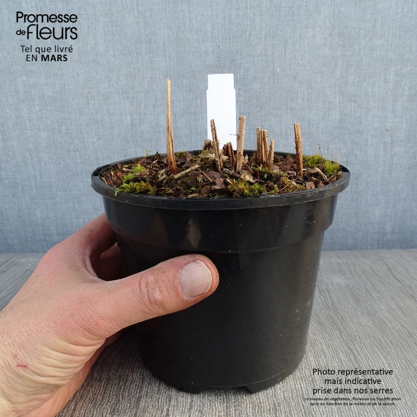 Athyrium niponicum var. pictum Ghost - Helecho pintado japonés Maceta 2L/3L Ejemplar entregado en invierno