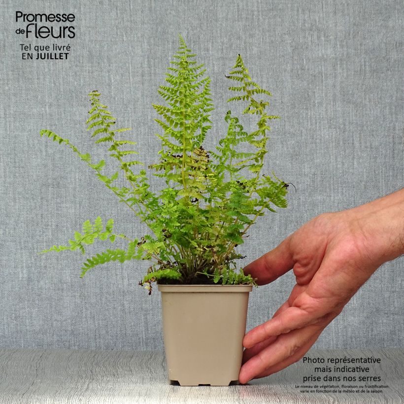 Ejemplar de Athyrium filix-femina - Helecho hembra Maceta de 8/9 cm entregado en verano