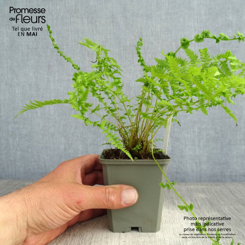 Athyrium filix-femina Frizelliae - Helecho hembra Maceta de 8/9 cm Ejemplar entregado en la primavera