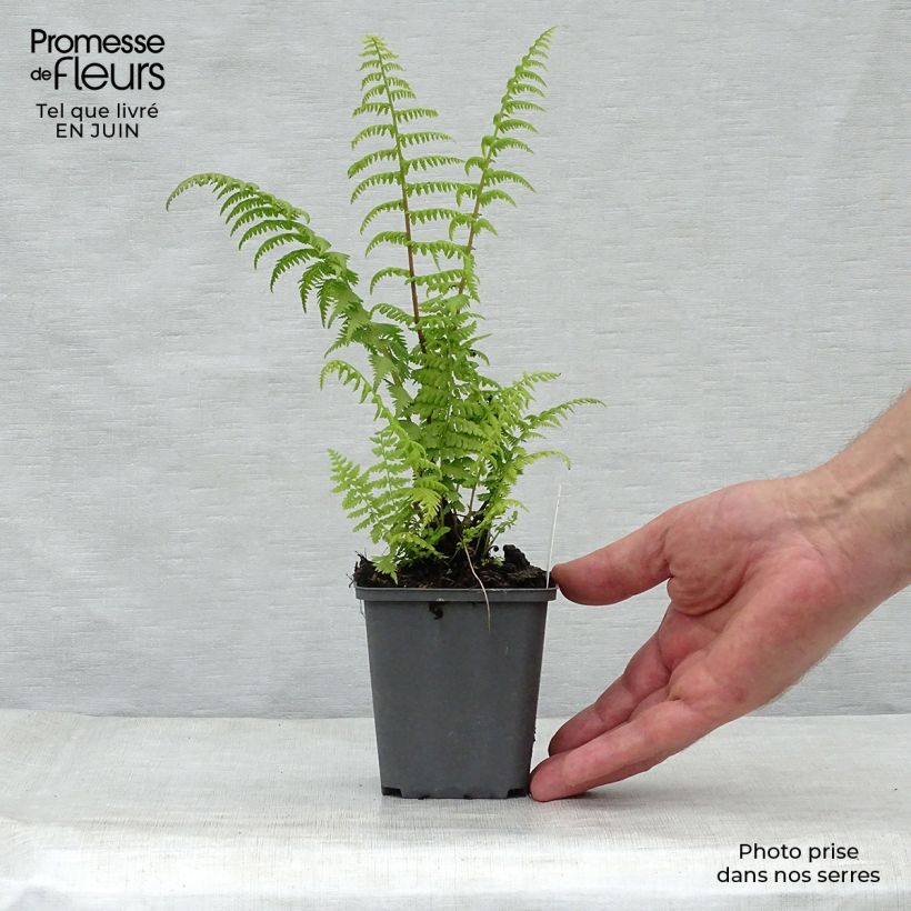 Ejemplar de Athyrium filix-femina Rotstiel - Helecho hembra Maceta de 8/9 cm entregado en verano