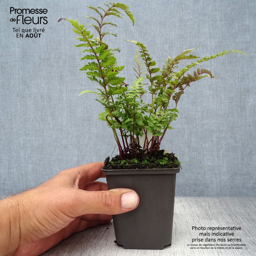 Ejemplar de Athyrium niponicum Burgundy Lace - Helecho pintado japonés Maceta de 8/9 cm entregado en verano
