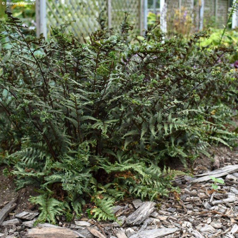 Athyrium niponicum Crested Surf - Helecho pintado japonés (Porte)