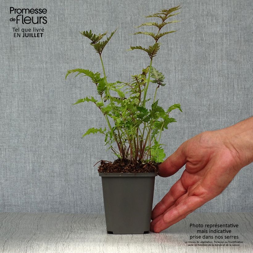 Ejemplar de Athyrium niponicum Pewter Lace - Helecho pintado japonés Maceta de 8/9 cm entregado en verano
