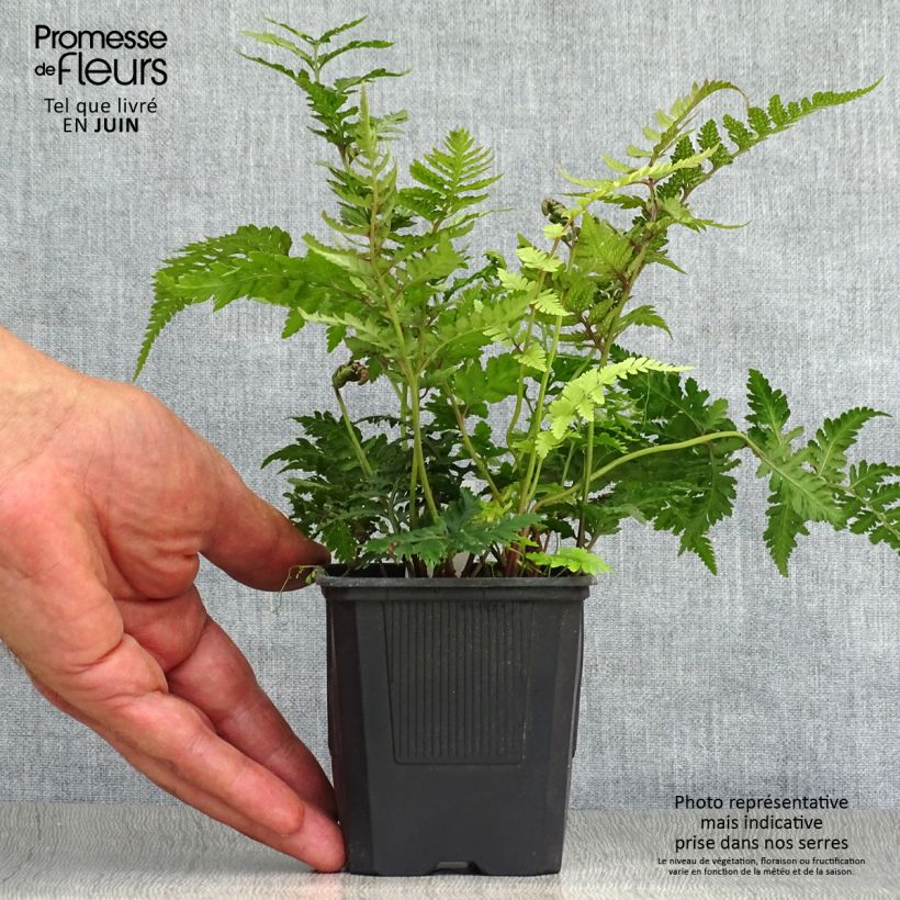 Ejemplar de Athyrium niponicum var. pictum - Helecho pintado japonés Maceta de 8/9 cm entregado en verano