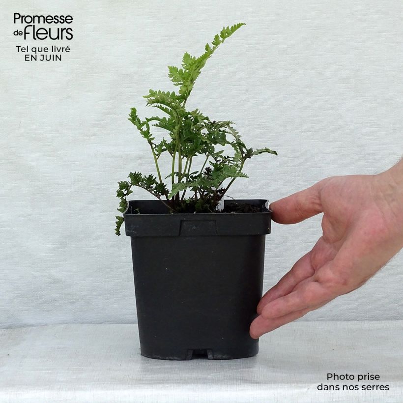 Ejemplar de Athyrium niponicum Ursula's red - Helecho pintado japonés Maceta de 8/9 cm entregado en verano
