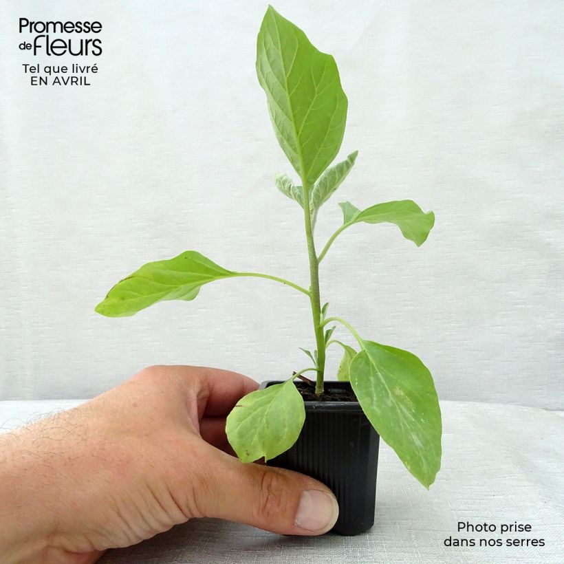 Berenjena Bonica F1 Maceta de 7/8 cm Ejemplar entregado en la primavera