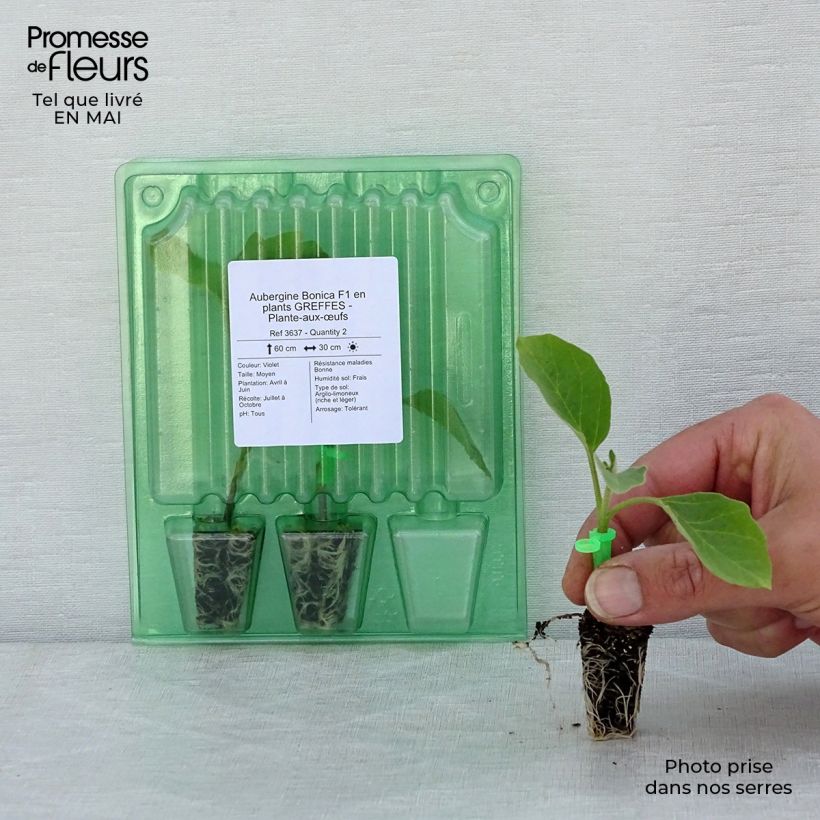 Berenjena Bonica (Plantas injertadas) minicepellón: Ø 1,5/2,5 cm Ejemplar entregado en la primavera
