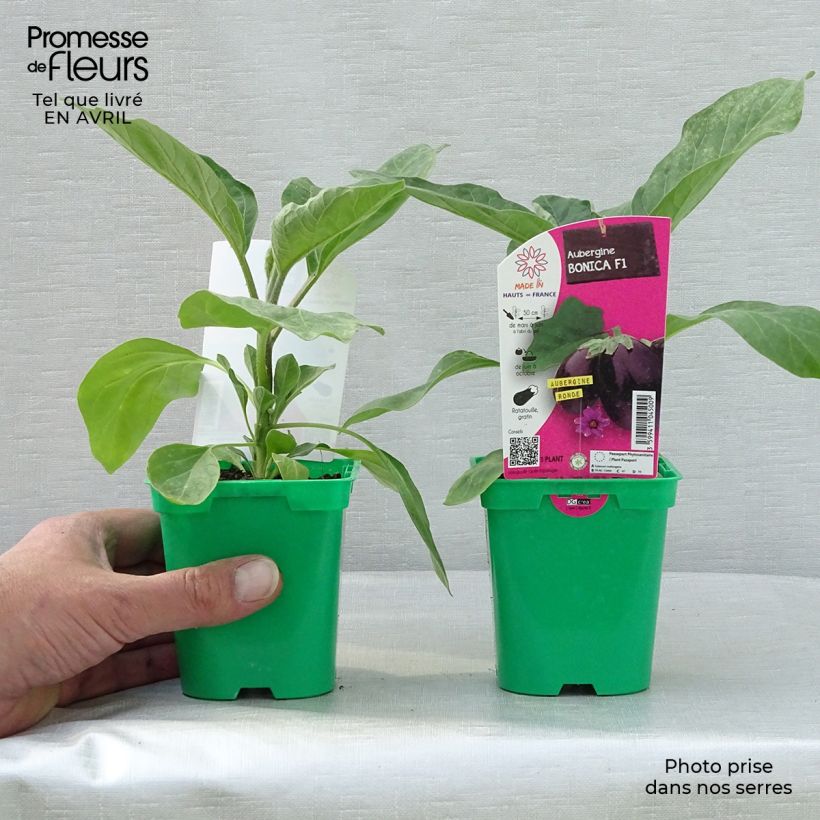 Berenjena Bonica F1 Maceta de 10 cm/11 cm Ejemplar entregado en la primavera