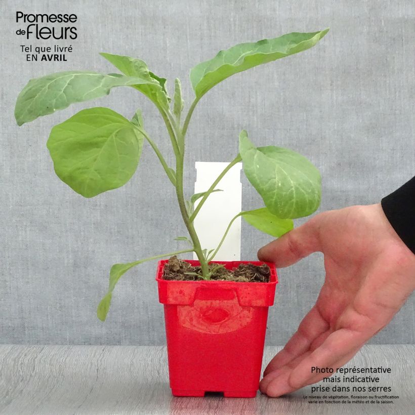 Berenjena Classic hybrid F1 Maceta de 10 cm/11 cm Ejemplar entregado en la primavera