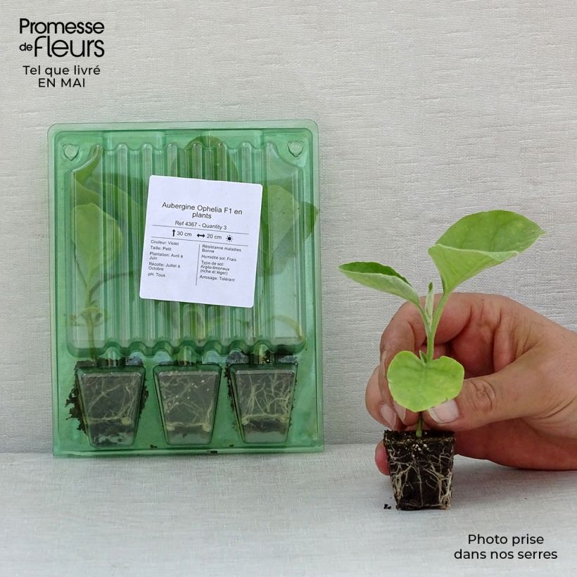 Berenjena Ophelia F1 (Plantas) minicepellón: Ø 3/4 cm Ejemplar entregado en la primavera