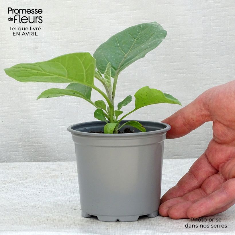 Berenjena Ophelia F1 (Plantas) Maceta de 10 cm/11 cm Ejemplar entregado en la primavera