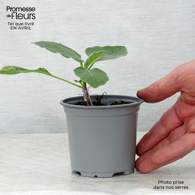 Berenjena Rania F1 Maceta de 10 cm/11 cm Ejemplar entregado en la primavera