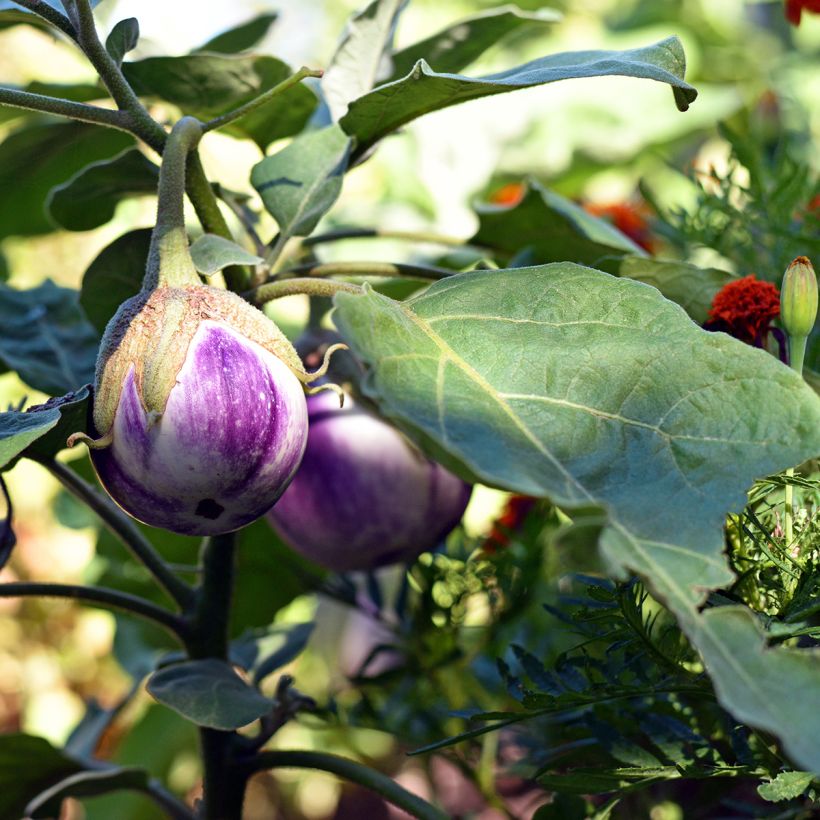 Berenjena Aubergine Rotonda Bianca Sfumata Di Rosa (Porte)