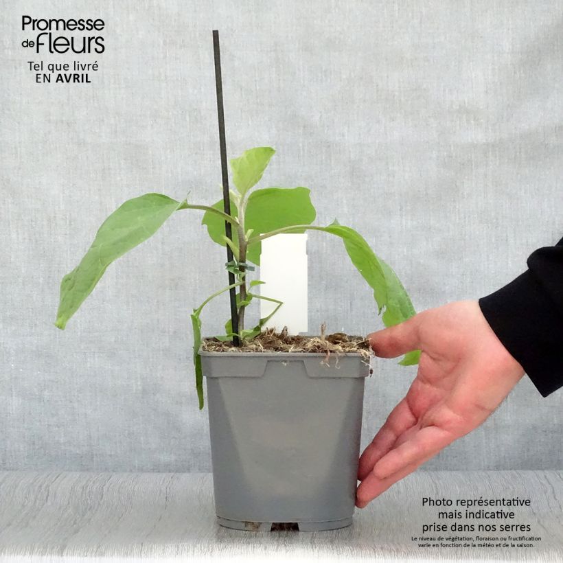 Berenjena Sultane Maceta de 10 cm/11 cm Ejemplar entregado en la primavera