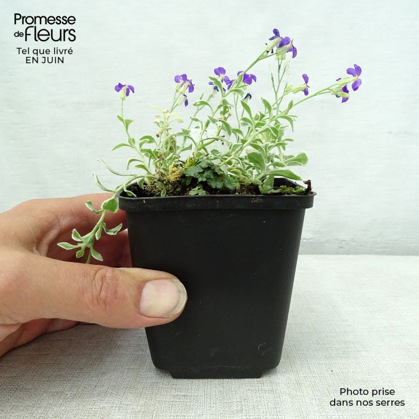 Ejemplar de Aubrieta Dr Mules Variegated Godet de 9cm entregado en verano