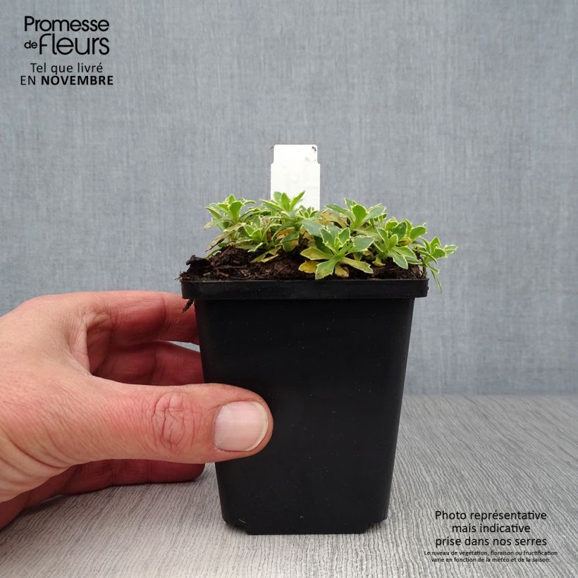 Ejemplar de Aubrieta Argenteovariegata Maceta de 8/9 cm entregado en otoño