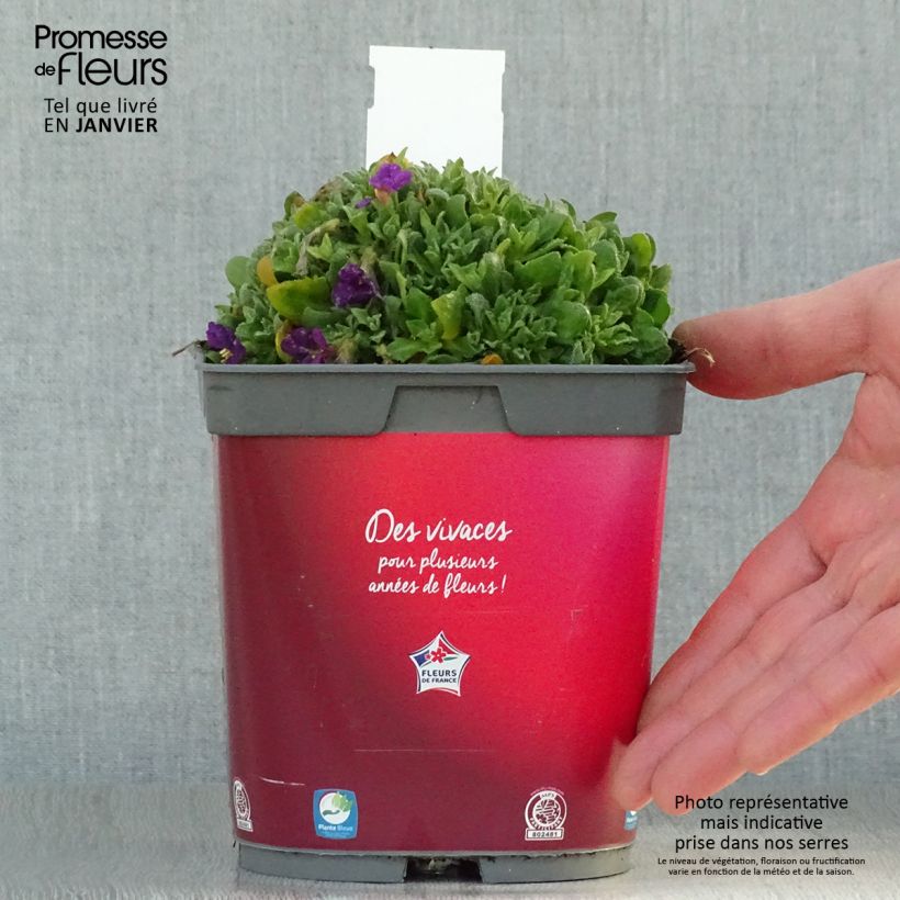Aubrieta Rose-Red Maceta 2L/3L Ejemplar entregado en invierno