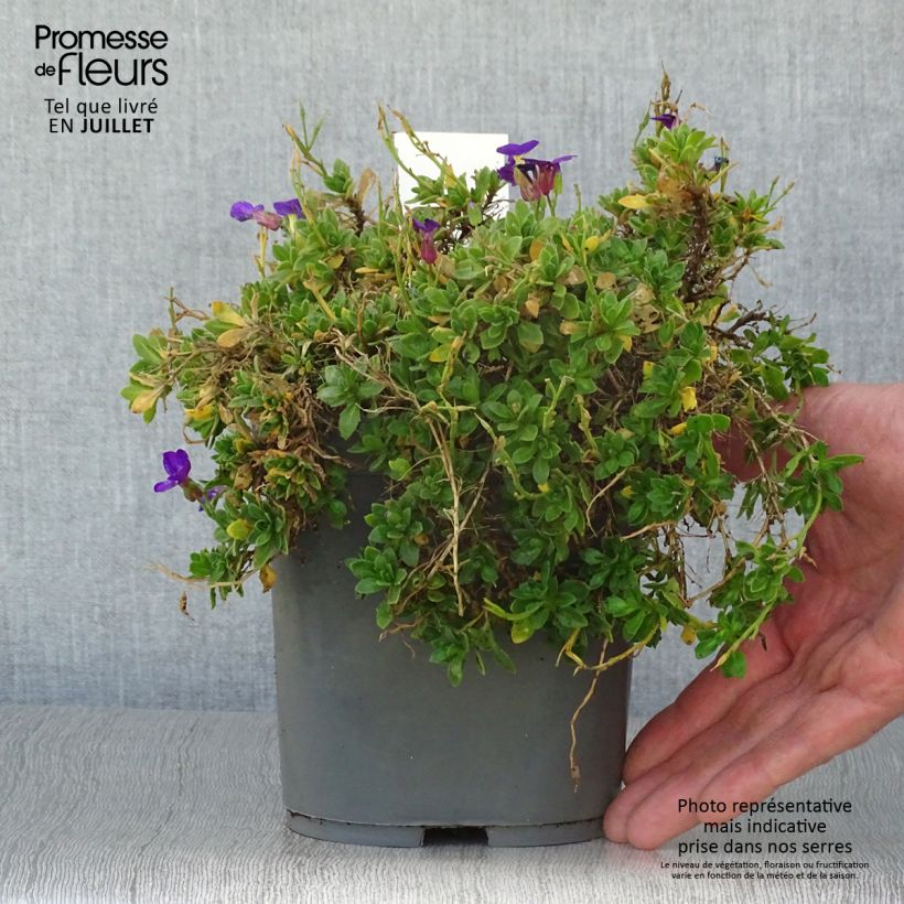 Ejemplar de Aubrieta Kitte Blue Maceta 2L/3L entregado en verano