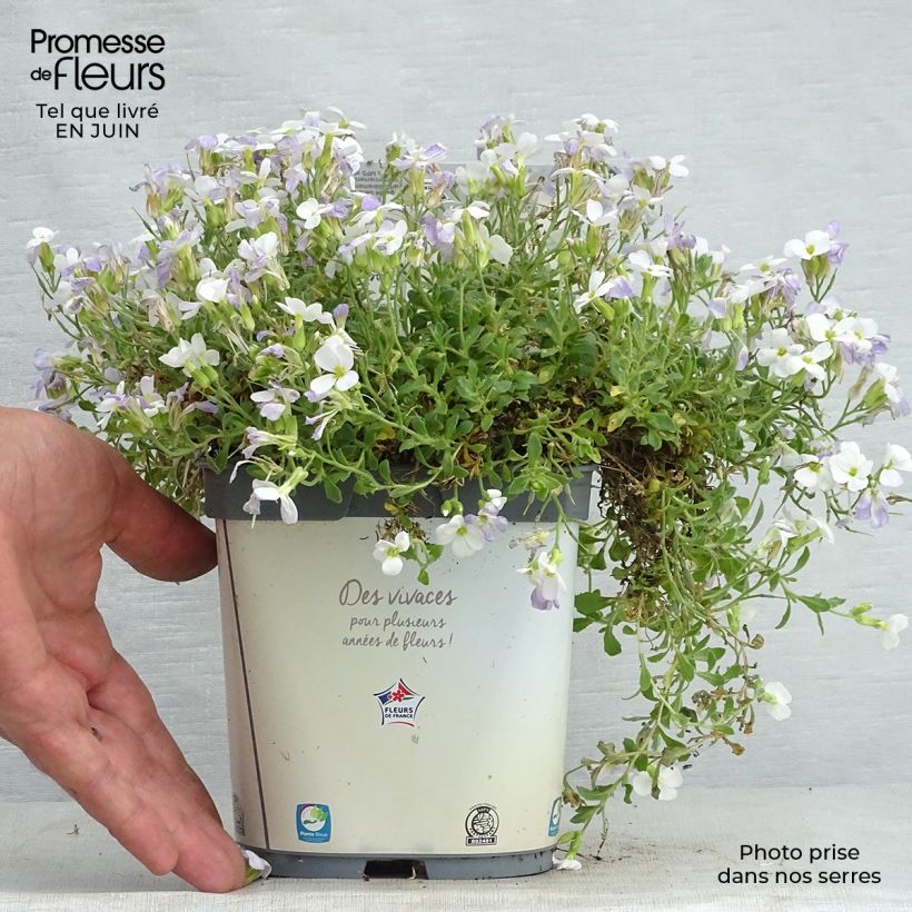 Ejemplar de Aubrieta Kitte White Maceta 2L/3L entregado en verano