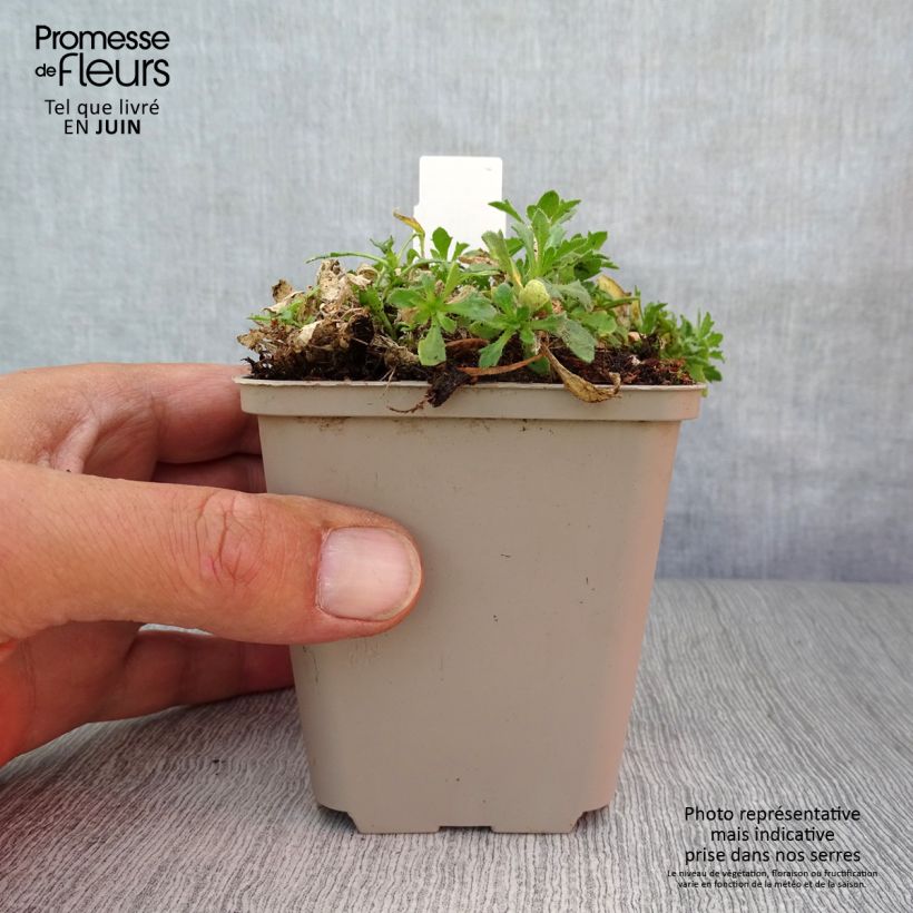 Ejemplar de Aubrieta Fiona Maceta de 8/9 cm entregado en verano