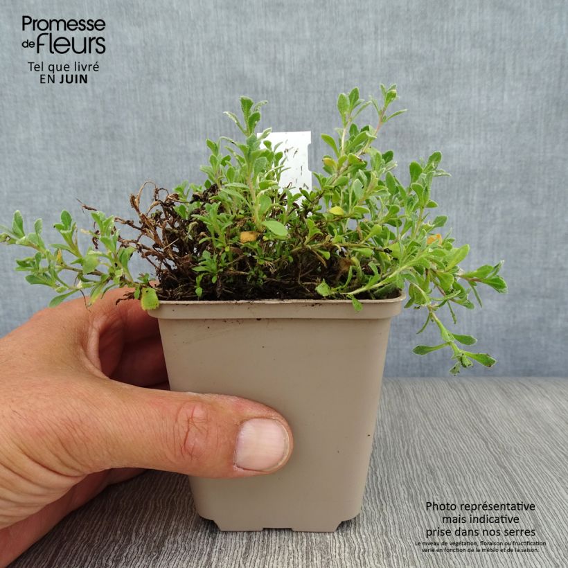 Ejemplar de Aubrieta Cascade Blue Maceta de 8/9 cm entregado en verano