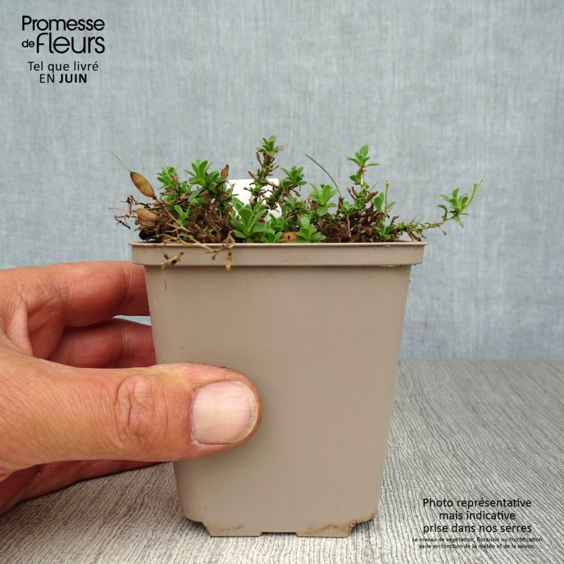 Ejemplar de Aubrieta Hamburger Stadtpark Maceta de 8/9 cm entregado en verano
