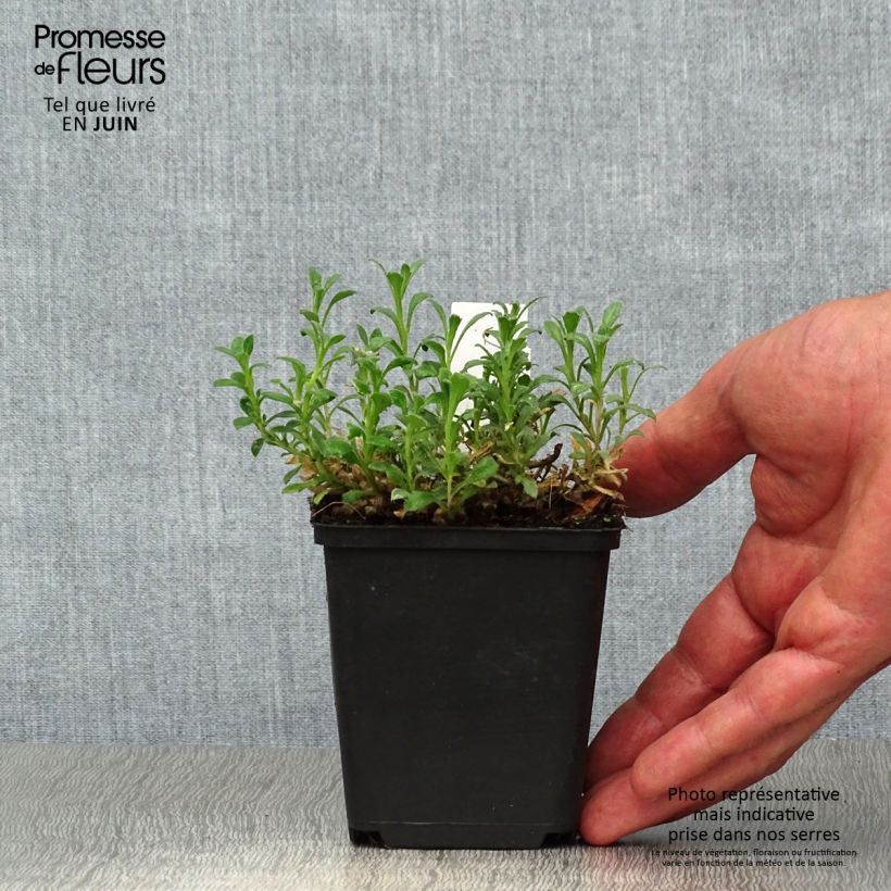 Ejemplar de Aubrieta Cascade Red Maceta de 8/9 cm entregado en verano