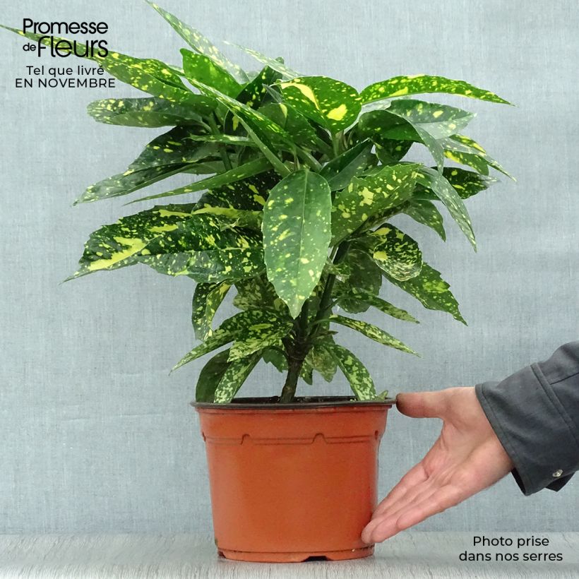 Ejemplar de Aucuba japonica Crotonifolia Maceta 2L/3L entregado en otoño