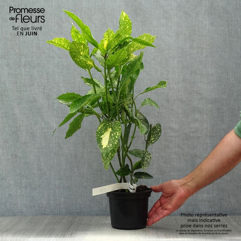 Ejemplar de Aucuba japonica Crotonifolia Maceta 2L/3L entregado en verano