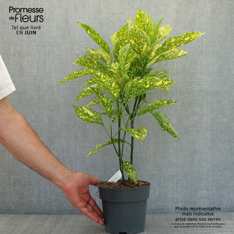 Ejemplar de Aucuba japonica Golden King Maceta 2L/3LAltura de entrega aprox. 20/30cm entregado en verano