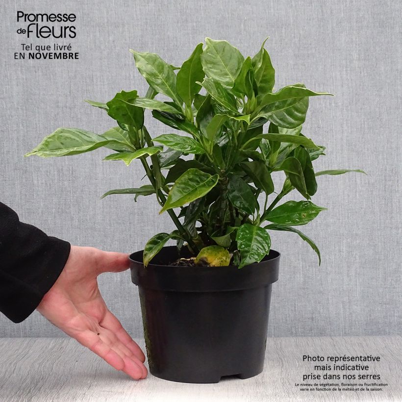 Ejemplar de Aucuba japonica Rozannie Maceta 2L/3L entregado en otoño