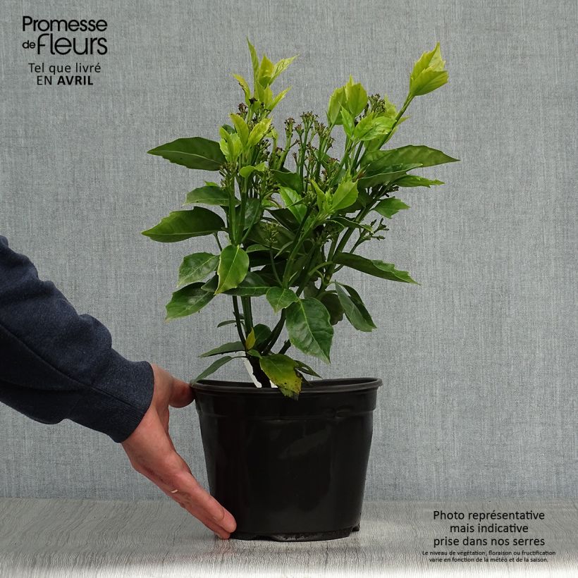 Aucuba japonica Rozannie - Aucuba du Japon  Pot de 2L/3L Ejemplar entregado en la primavera
