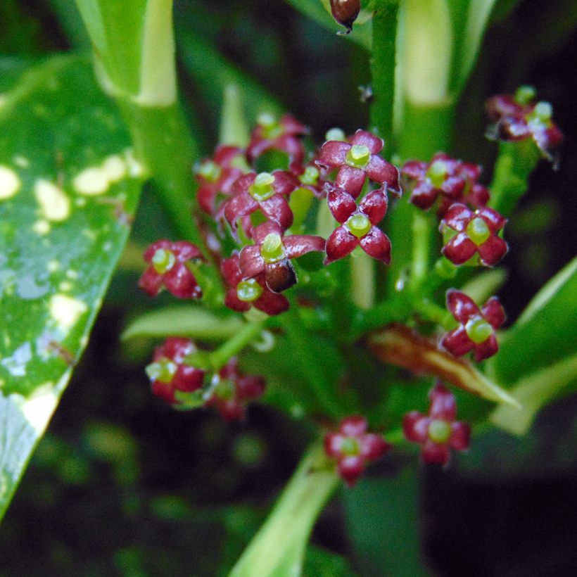 Aucuba japonica Variegata (Floración)