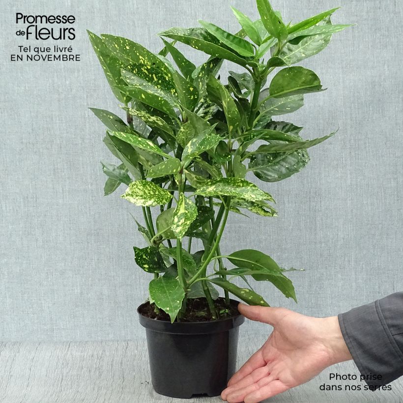 Ejemplar de Aucuba japonica Variegata Maceta 2L/3L entregado en otoño